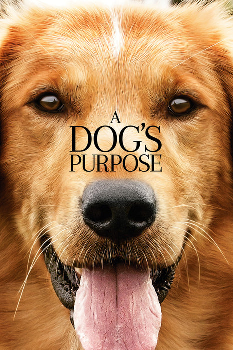 A Dog's Purpose (2017) English Dvd Movie Box Set
