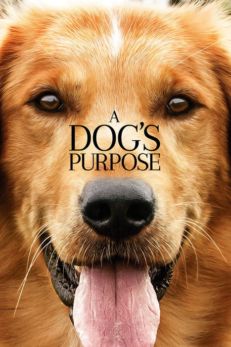 A Dog's Purpose (2017) English Dvd Movie Box Set