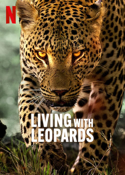 Living with Leopards (2024) DVD New Set [English Audio - Free Shipping]