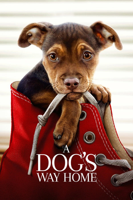A Dog's Way Home (2019) English Dvd Movie Box Set